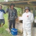 Flu Babi Merebak di Morut, Peternak Diminta Hentikan  Lalu Lintas Ternak