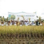 Buktikan Komitmen Keberlanjutan, PT Vale dan Alkhairaat Sinergi Konsultan CSR Panen Perdana Padi SRI Organik di Sigi