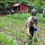 Dukung Asta Cita Presiden, Kapolres Palopo Turun Langsung Memupuk Jagung