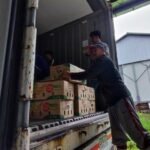 Dorong Ekspor, Sulsel Panen 130 Ton Pisang Cavendish