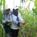 Ketua PKK Asahan Panen Raya Manfaatan Lahan di 2 Lokasi Hatinya PKK