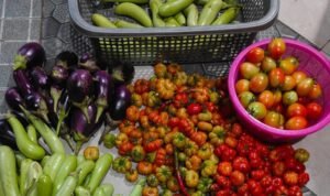 Desa Munte Buktikan Ketahanan Pangan Bisa Dimulai dari Lahan Terbatas