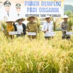 Panen Padi Organik di Wotu, Bupati Irwan Ajak Wujudkan Pertanian Modern Berkelanjutan
