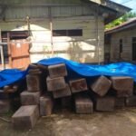Diduga Hasil Pembalakan Liar, 7 Kubik Kayu Diamankan di Hutan Lindung Toraja Utara