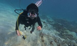Menjaga Ekosistem Laut, IMIP Rehabilitasi Terumbu Karang di Sombori