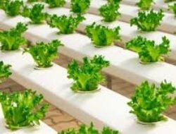 Panduan Hidup Urban Farming di Rumah untuk Gaya Hidup Ramah Lingkungan